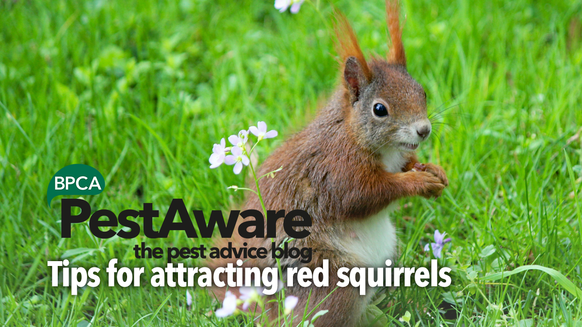 PestAware Tips for Attracting Red Squirrels PestAware Tips for Attracting Red Squirrels